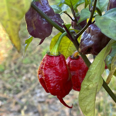 Purple Death - Seeds - The Pepper Pantry (Formerly Marie Sharp's)